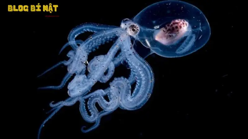 Các loài sinh vật dưới biển