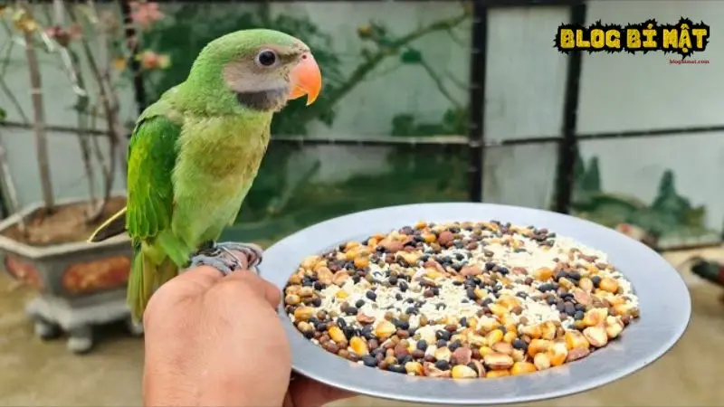 Con vẹt thích ăn gì