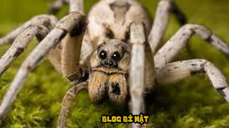 Các loài nhện ở Việt Nam