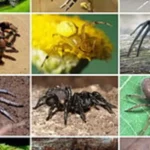 Các loài nhện ở Việt Nam