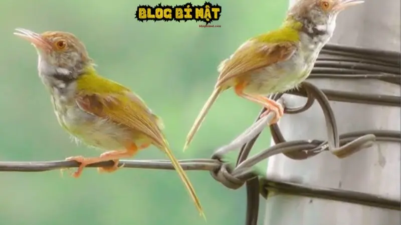 Các loài chim sâu ở Việt Nam