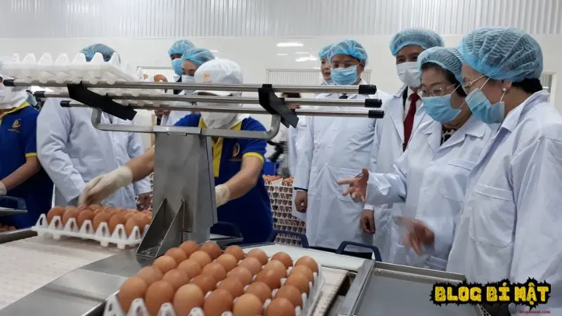 Cách sản xuất trứng gà công nghiệp