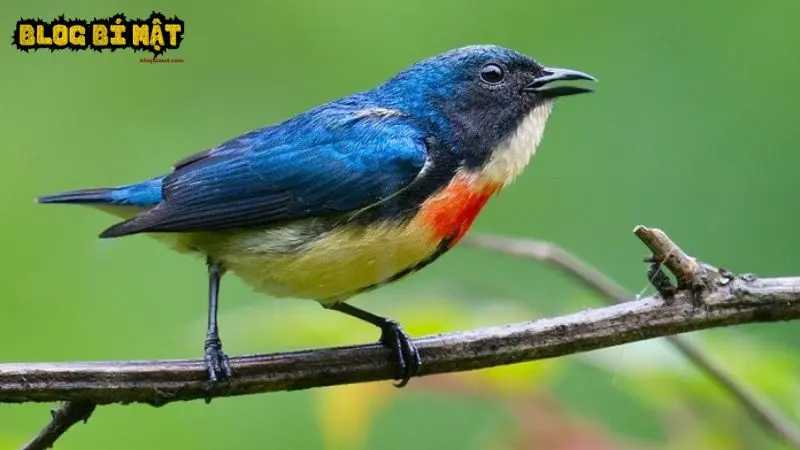 Các loài chim sâu ở Việt Nam